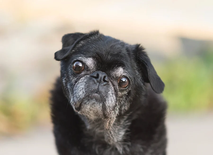 A black pug dog who is elderly as indicated by the gray on his face.He's sitting outside with gentle colors in the background. His head is tilted slightly to his left (the readers right)