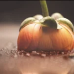 An orange flower, flipped upside down and photographed upclose. There is water on the surface the flower is on and you can see a faint reflection.