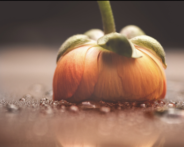 An orange flower, flipped upside down and photographed upclose. There is water on the surface the flower is on and you can see a faint reflection.