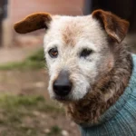 Cute, sad, older wire haired dog with a blueish sweater on