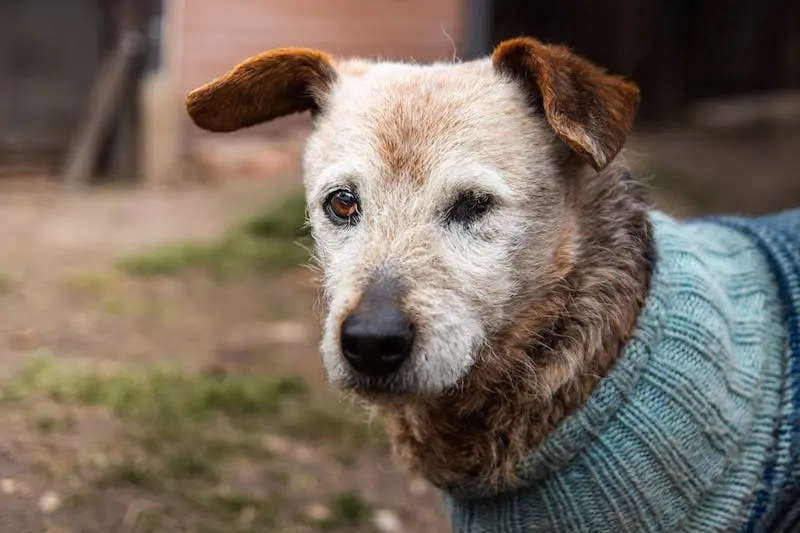 Cute, sad, older wire haired dog with a blueish sweater on