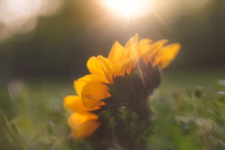 sunflower in the grass, graphic image for post about coping with pet loss