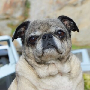 older, chubby fawn colored pug looking at the camera.