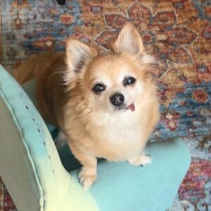 long haired little chihuahua with his tongue sticking out, playfully standing on a chair and looking up