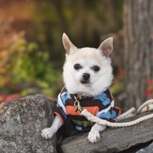 funny chihuahua with a striped shirt on. He's sitting on a rock, almost like he's posing. tongue slightly peeking out of his mouth
