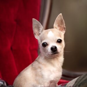 very small cream colored chihuahua on a regal red chair
