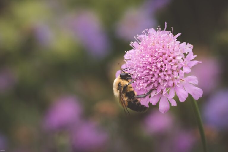 light purple, ball sharped flower with a bumble bee on it