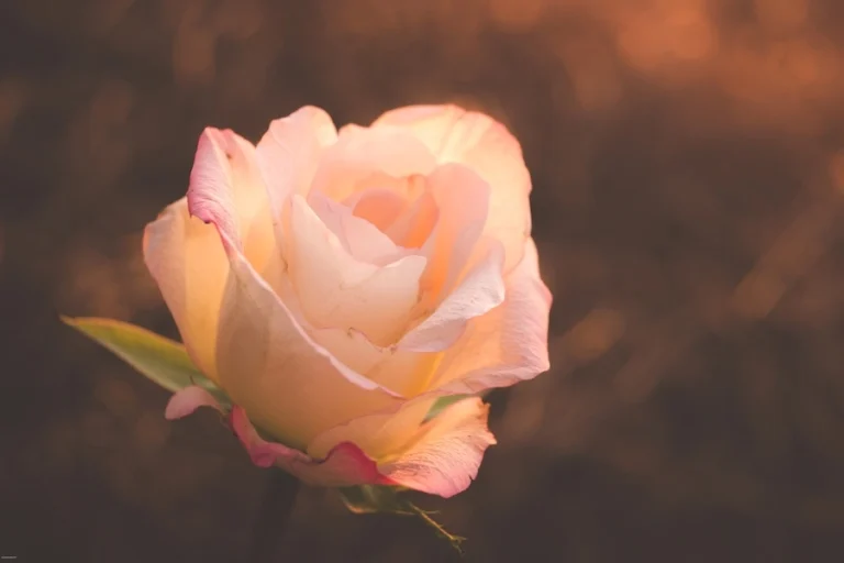 white and blush rose in the sunset. a beautiful and hopeful image for a post about happiness after pet loss.