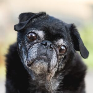 senior black pug with a white face, head tilted to one side, with big eyes looking right into the camera
