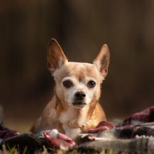 Older, tan chihuahua with a white face, laying on a plaid blanket outside