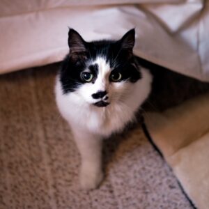 black and white cat, peeking out from a blanket, looking up