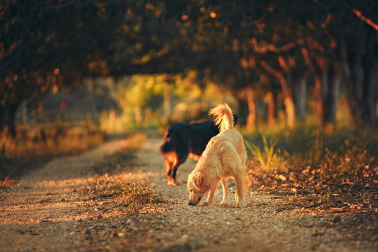 Two dogs, on a gravel path, in the warm sunlight, as it's going down. One is large and black and the other, in the front is a golden retriever who is smelling the ground