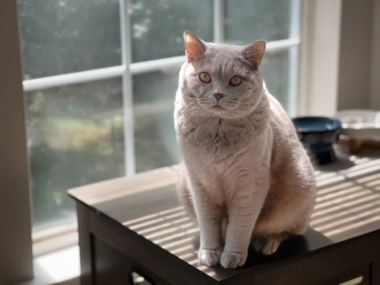 Poised, gray cat, sitting on a table top, looking up at the camera. Slightly in the sun. For a post about the stages of pet loss.