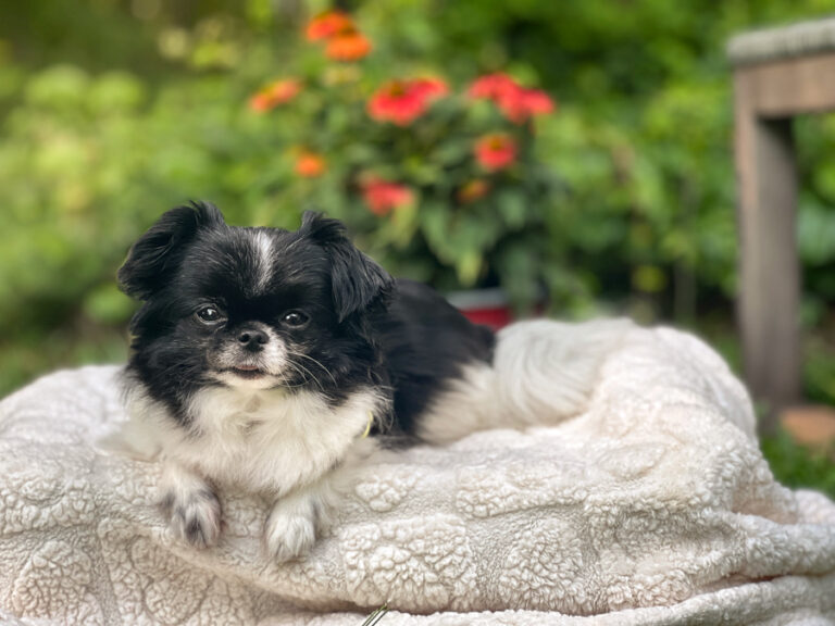 Small black and while furry dog sitting on a creme color blanket outside with flowers and greenery in the background. For a post about how families grieve differently after losing a pet