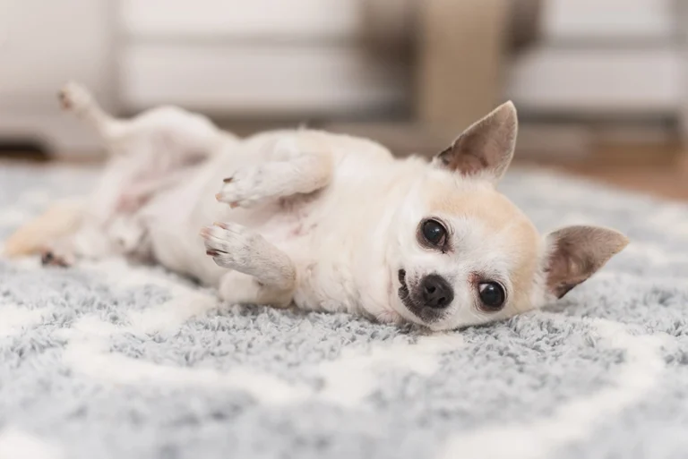 cream colored chihuahua dog lying on his side on a gray rug, he looks like he's smiling. For a post about gaslighting after pet loss.