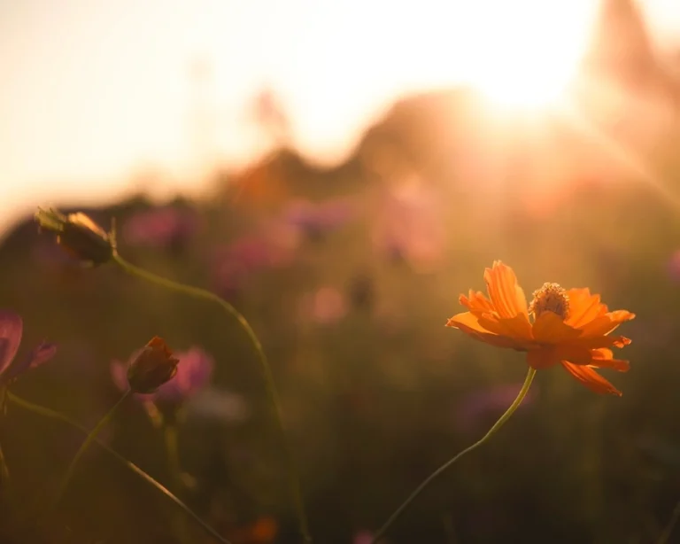 a field of orangey wildflowers with the backdrop of a flare of the setting sun. The main flower is nearly glowing in the sun