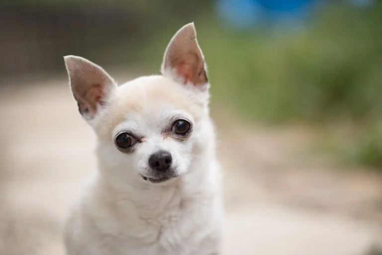 Grieving Your Heart Pet: Love, Loss, and Legacy