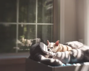 cream colored short haired chihuahua lying on a big stuffed animal, with a reflection of the scene in a window just behind him. This is for a post about grieving your heart pet