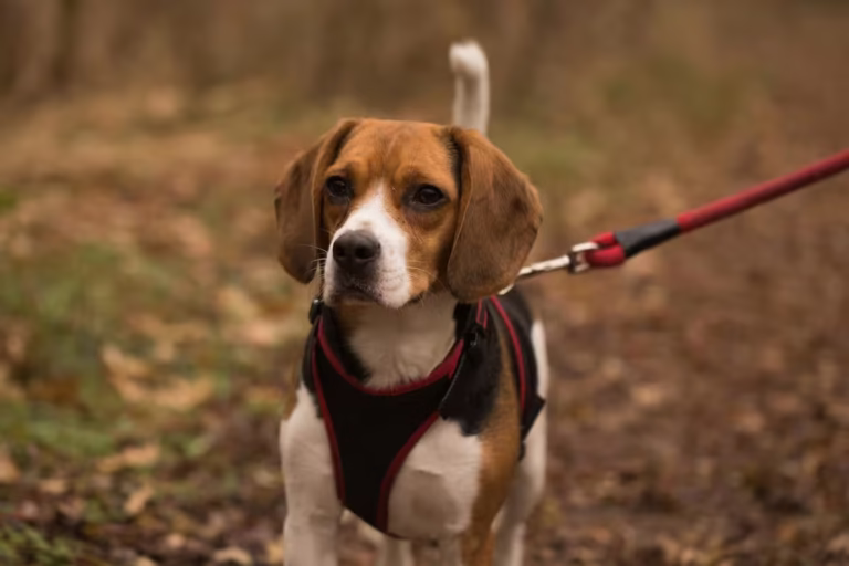 Beagle in the outdoors with muted fall colors and leaves in the background. He's. on a red leash with his tail up, where you can see it over his head. His face has a somber look.