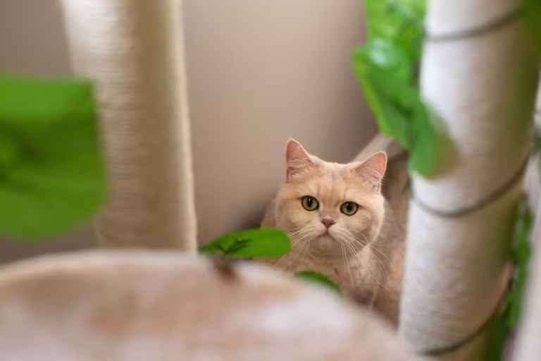 Cream color, wide eyed cat looking up through furniture at the camera. There is some greenery in the foreground that is blurred.
