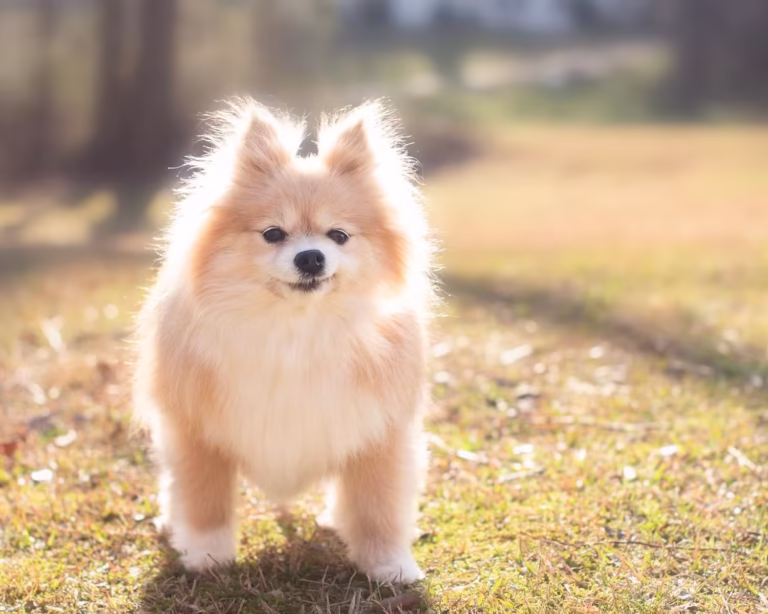a very light colored elderly Pomeranian standing in the short grass, with the sun in a bright, setting position which allows for the dogs hair to seem illuminated.